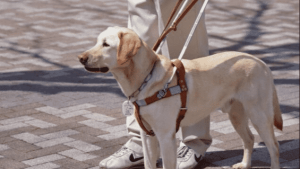 one year old guide dog