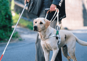 guide dog