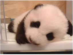 Little Panda