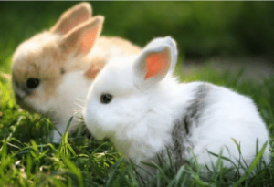 Two Little Rabbits Two Little Rabbits