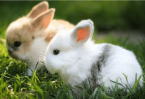 Two Little Rabbits