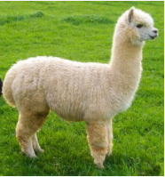 Cute Alpaca